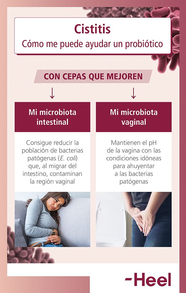 Interés de los probióticos en las infecciones de orina: ayuda probiotico heelprobiotics heelespana - HeelEspaña