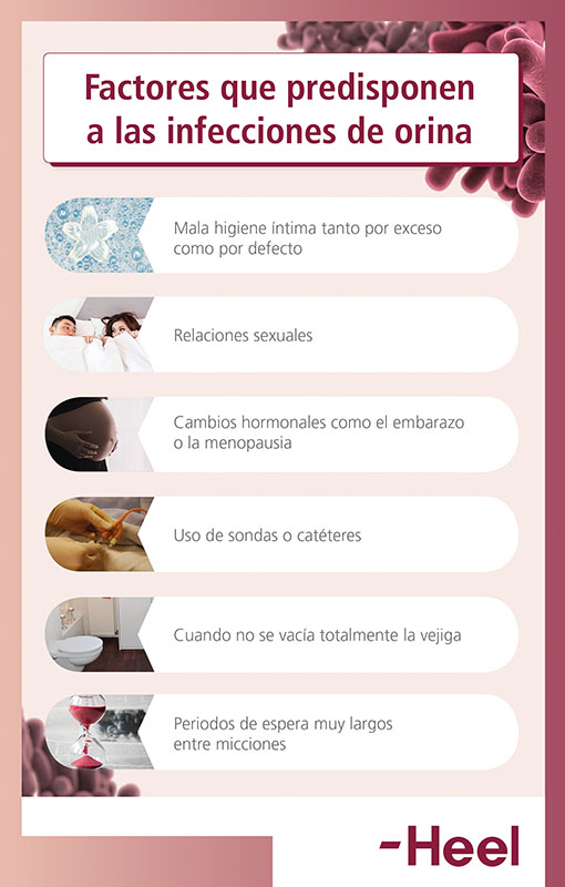 Síntomas de infección de orina: mujeres y niños - HeelProbiotics - HeelEspaña