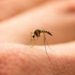 Consejos para evitar las picaduras de mosquitos - HeelEspaña