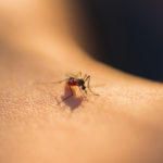 Porqué me pican más los mosquitos a que a otras personas - HeelEspaña