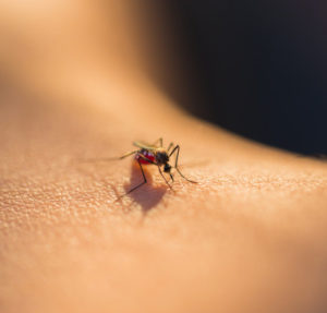 ¿Por qué me pican más los mosquitos que a otras personas?: porque pican mas mosquitos heelespana 300x287 - HeelEspaña