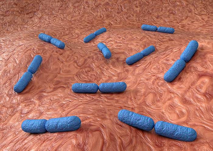 Cuándo tomar probióticos con los antibióticos - ¡Protege tu intestino!: saber cuando tomar probioticos antibiotico heelespana - HeelEspaña