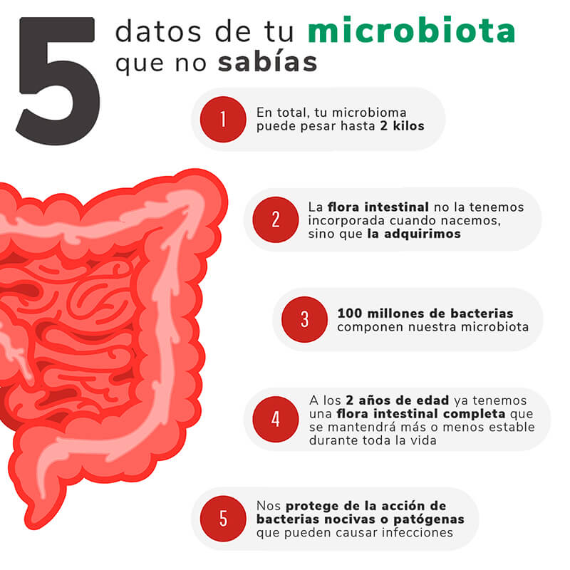 ¿Qué son los probióticos y cómo benefician a la salud?: microbiota intestinal heelespana - HeelEspaña