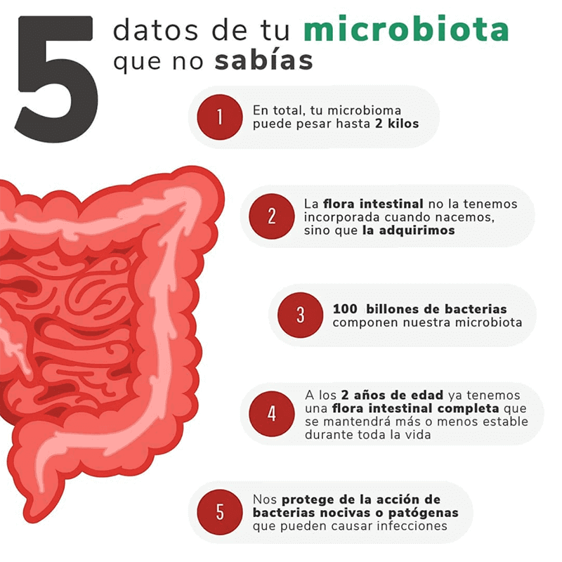 La importancia de la flora intestinal: datos microbiota heelespana - HeelEspaña