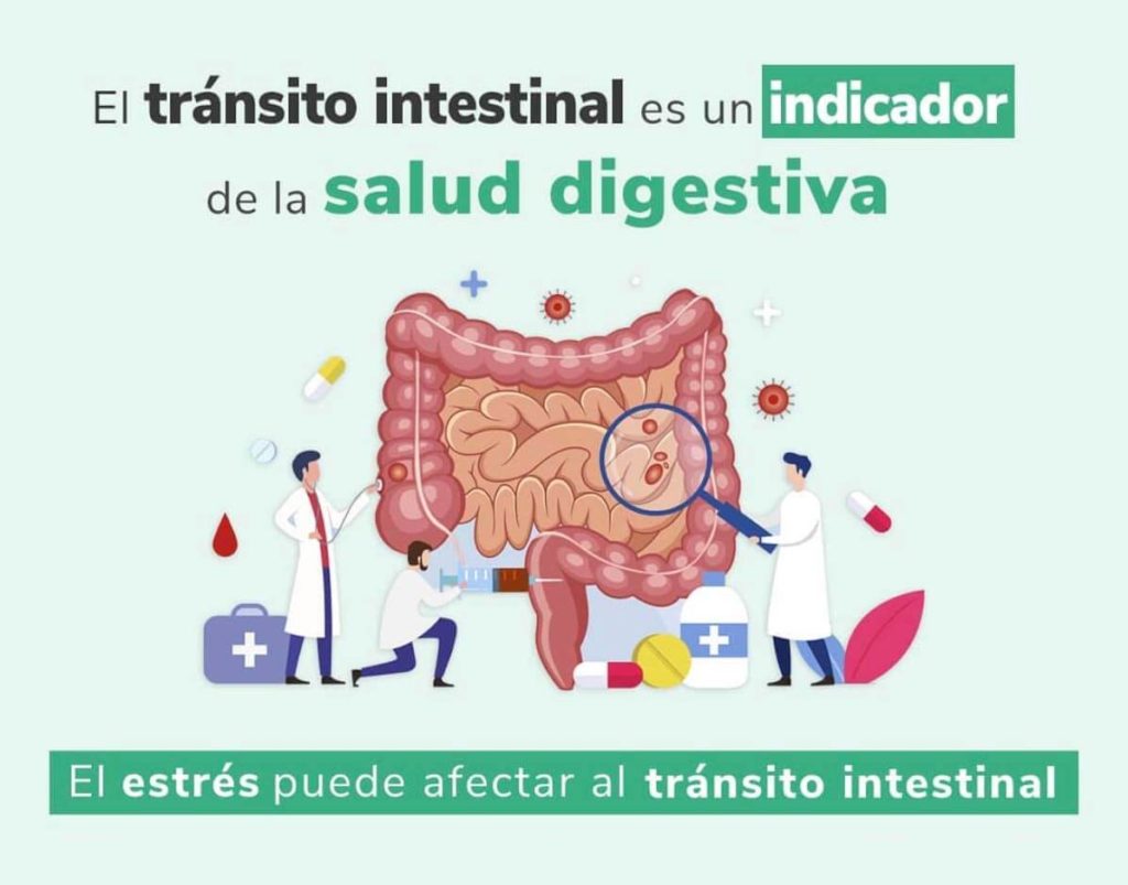 Tránsito intestinal - HeelEspaña