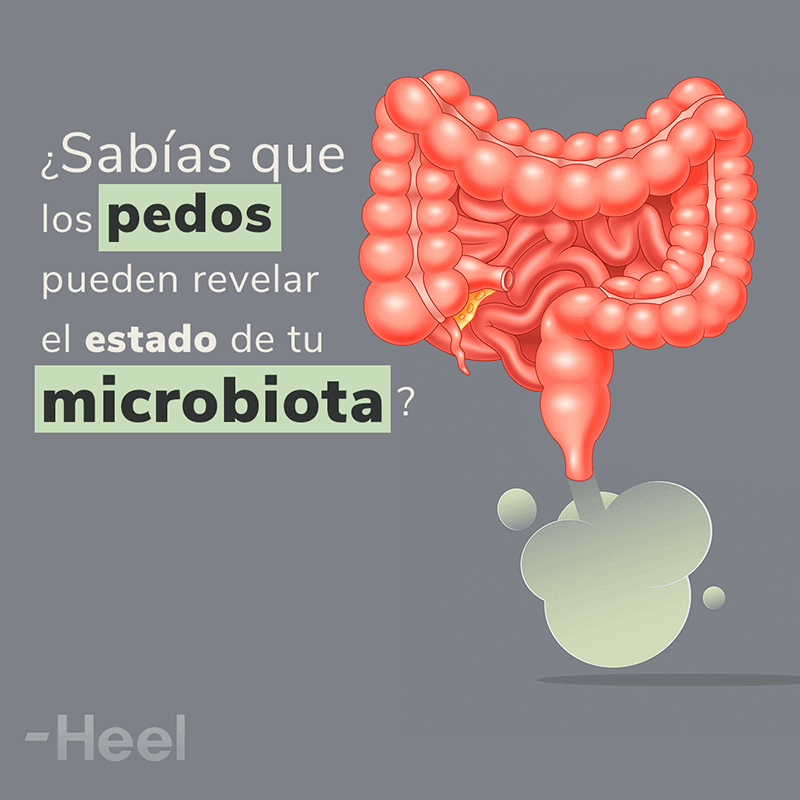¿Digestión pesada en verano?: pedos microbiota - HeelEspaña