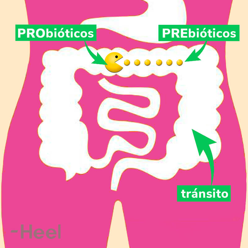 ¿Qué son los probióticos y cómo benefician a la salud?: probioticos prebioticos diferencia - HeelEspaña