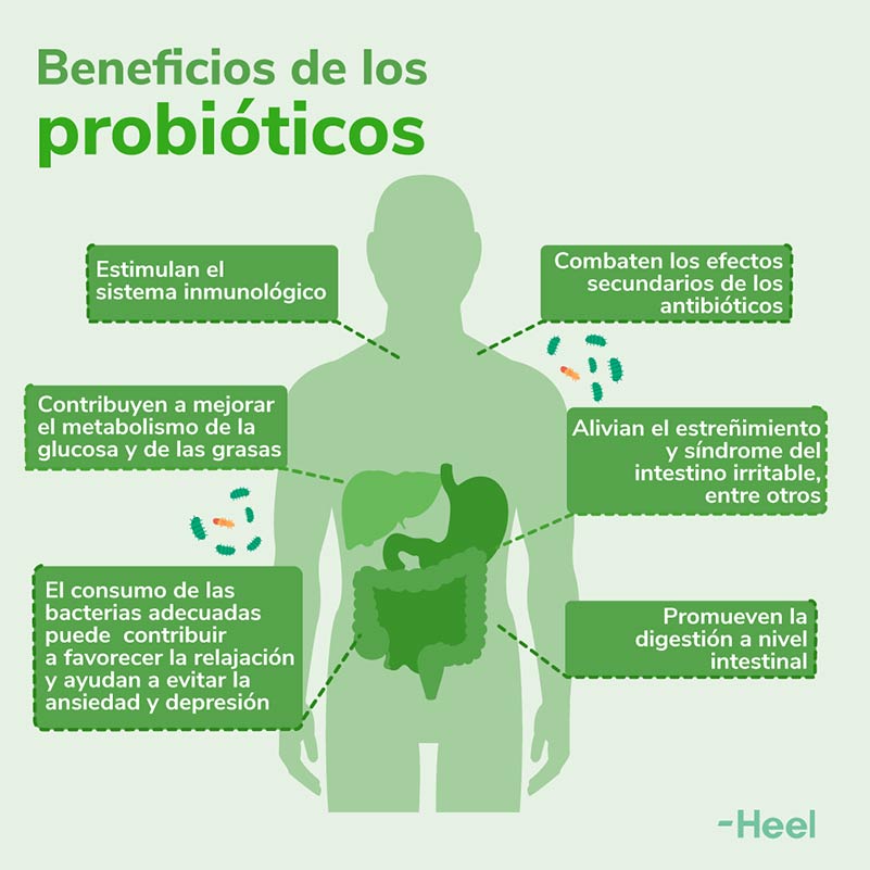Cómo tomar probióticos, ¿con alimentos o con el estómago vacío?: Beneficios Probioticos 1080x1080px - HeelEspaña