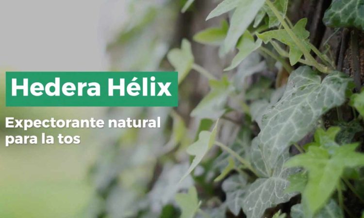 Hedera Helix: Expectorante natural para la tos