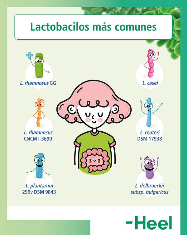 Cuáles son los lactobacilos más comunes