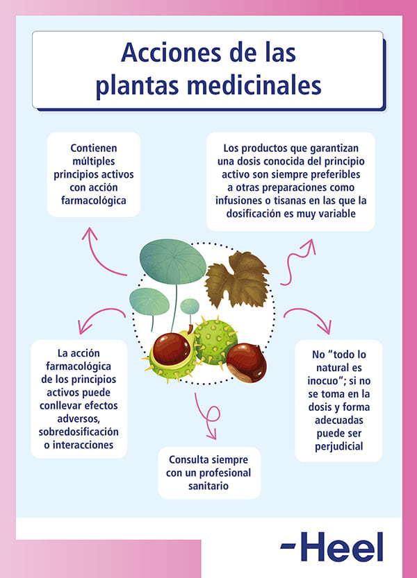 3 plantas medicinales para mejorar la circulación en las piernas: plantas medicinales - HeelEspaña