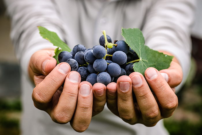 10 alimentos de otoño imprescindibles en tu dieta: uvas alimentos otono - HeelEspaña