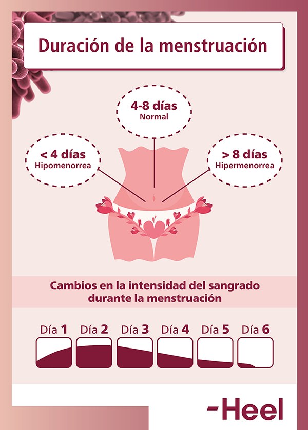 Coágulos en la menstruación, ¿es normal?: duracion de la menstruacion compressed - HeelEspaña