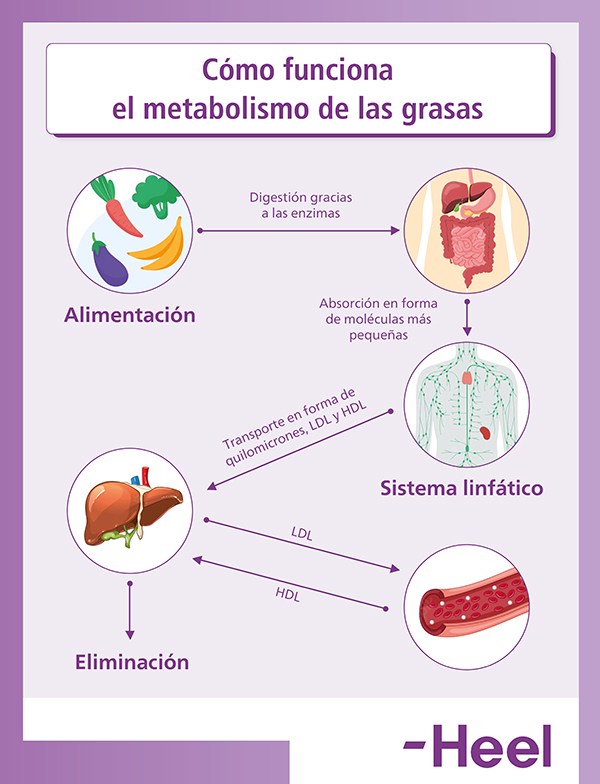 cómo funciona el metabolismo de las grasas