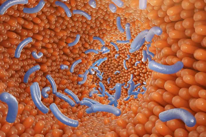 Una microbiota equilibrada refuerza tu sistema inmune: factores microbiota equilibrada - HeelEspaña