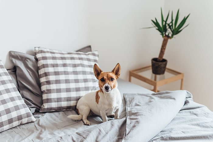 Dormir con tu perro en la cama, ¿es bueno?: mascotas - HeelEspaña