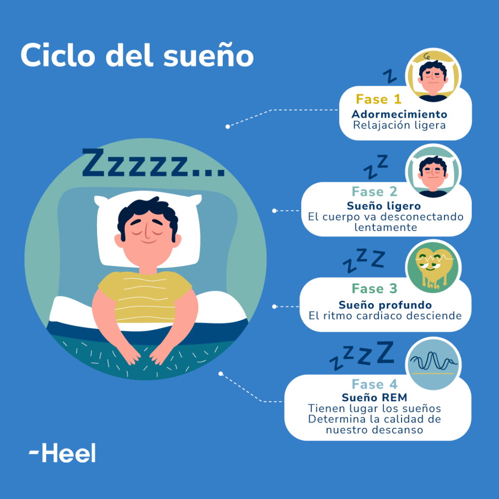¿Cómo afectan los sueños a la calidad de nuestro descanso?: ciclo sueno fases 1024x1024 - HeelEspaña