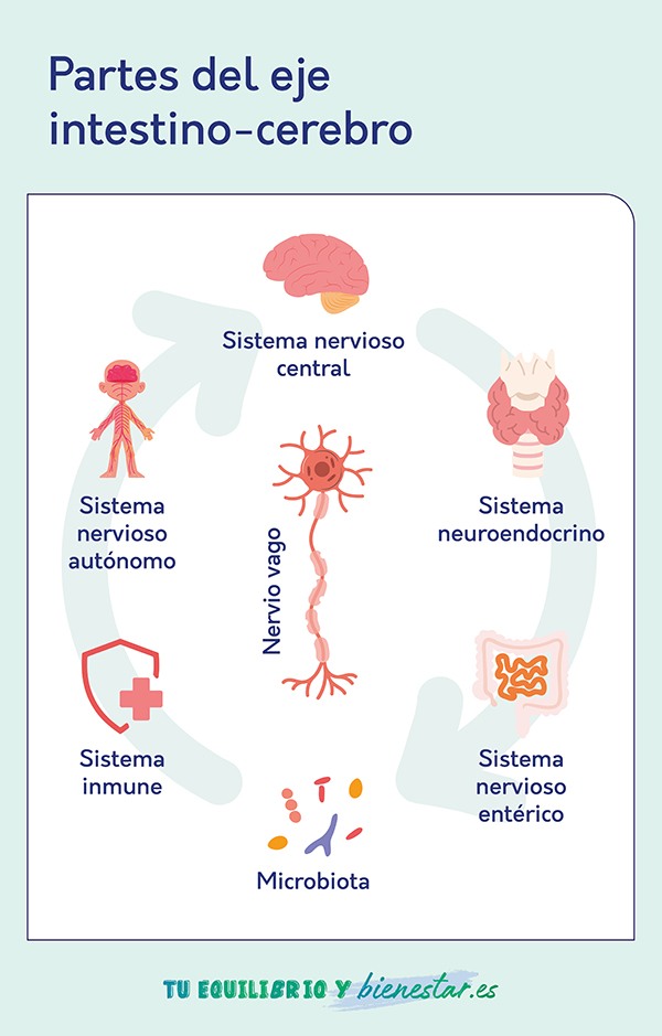 Partes del eje intestino-cerebro