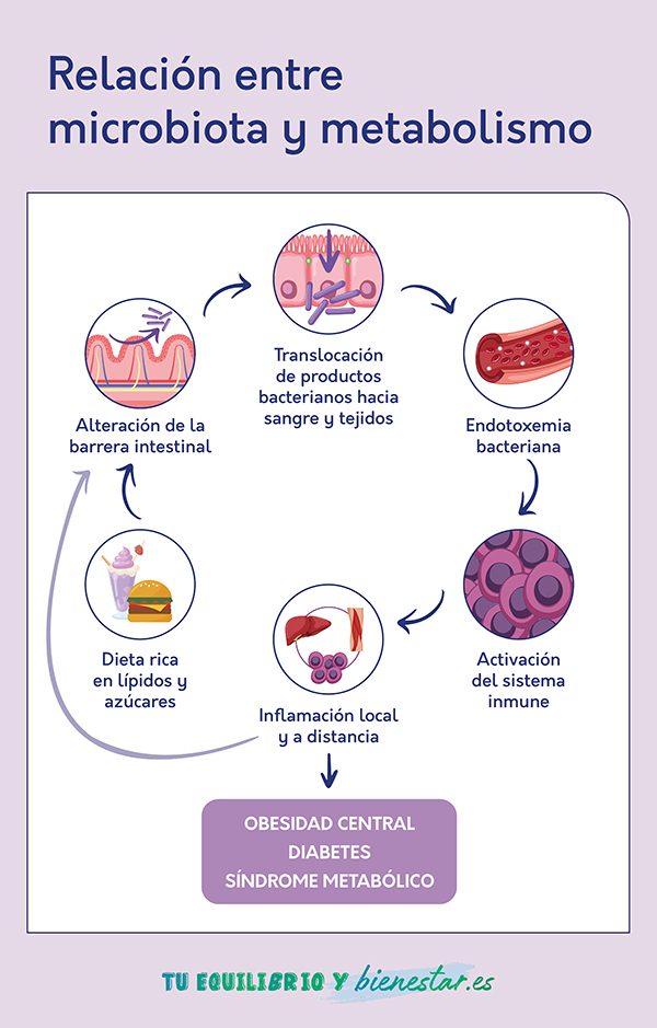 La relación entra la microbiota y el metabolismos