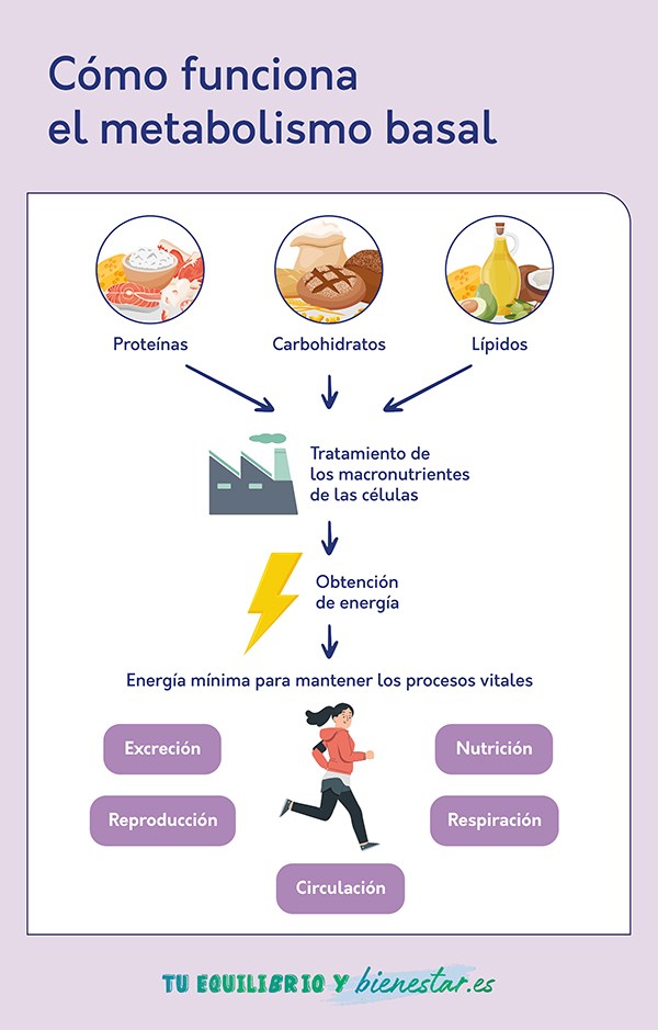 ¿Cómo activar el metabolismo basal?: funciones metabolismo basal - HeelEspaña