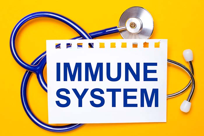 Placas de Peyer y su función para el sistema inmune: inmunidad - HeelEspaña