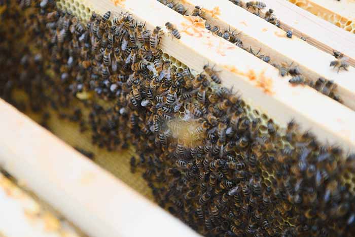Qué es el propóleo y cómo puede ayudarnos a controlar el dolor de garganta: abejas - HeelEspaña