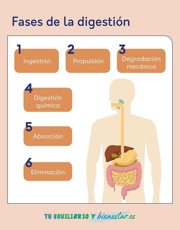 ¿Por qué el jugo gástrico puede descomponer los alimentos?: fases digestion - HeelEspaña