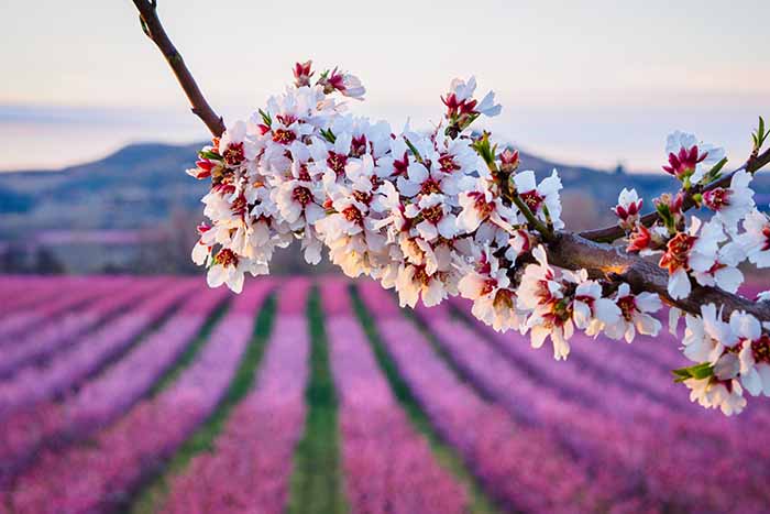 Síntomas de la alergia con la llegada de la primavera: flores primavera - HeelEspaña