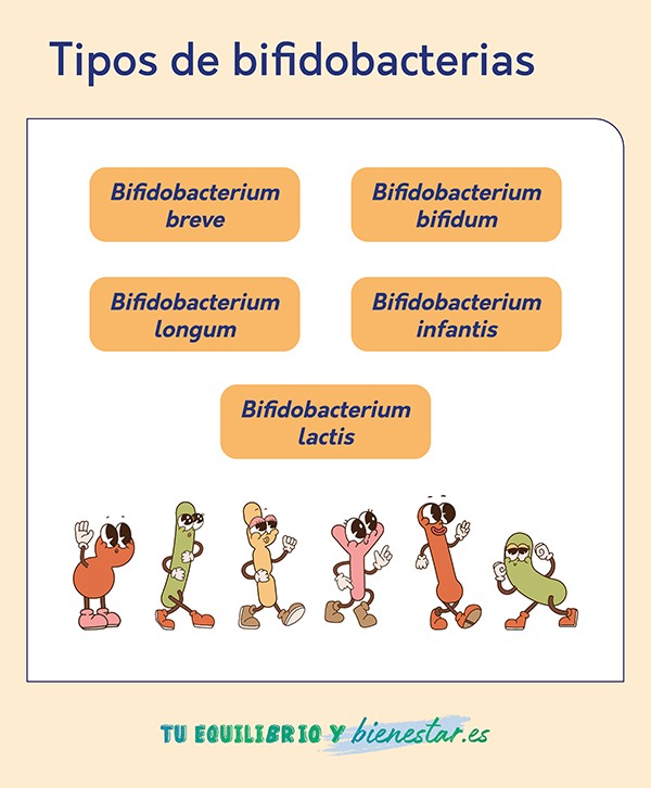 Bifidobacterias: impulsando la salud digestiva: tipos bifidobacterias - HeelEspaña