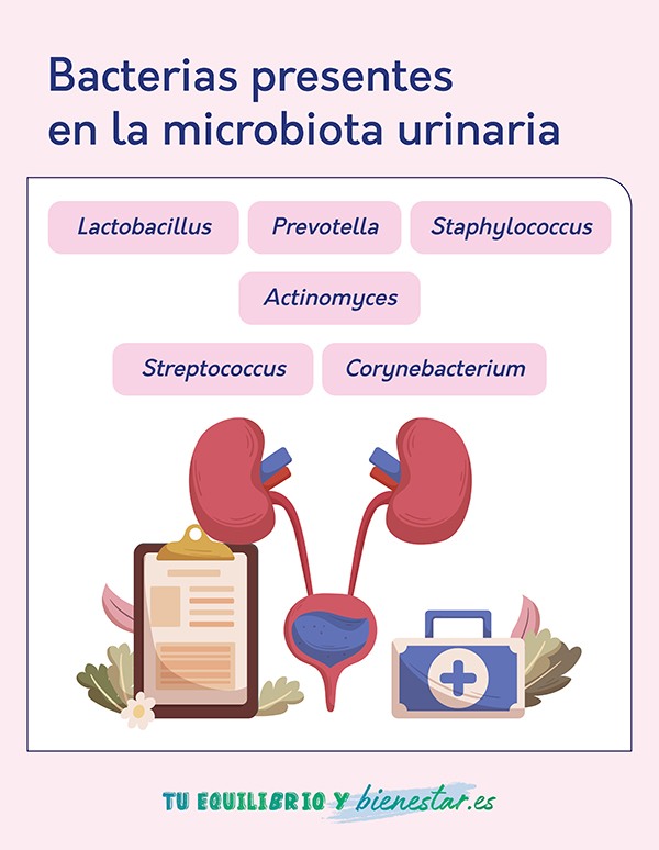 ¿Qué es la microbiota urinaria y cómo influye en las infecciones urinarias recurrentes?: bacterias presentes lmicrobiota urinaria - HeelEspaña